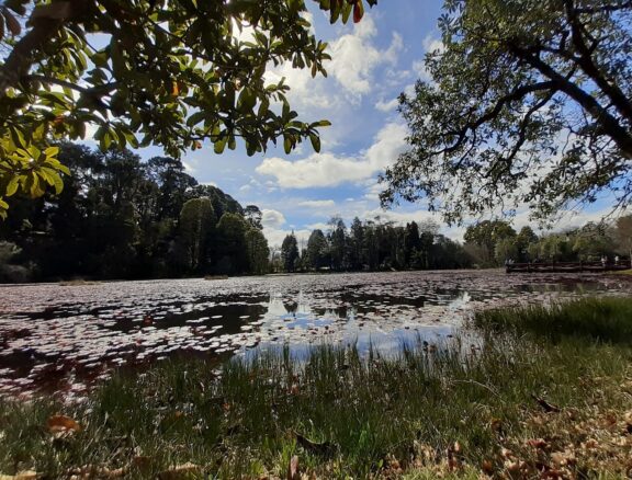 Genera valor ecológico restaurando ecosistemas.