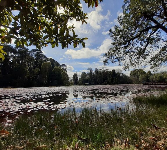 Genera valor ecológico restaurando ecosistemas.