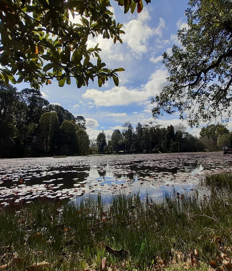 Genera valor ecológico restaurando ecosistemas.